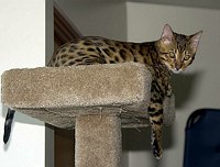 Lancelot at 17 weeks.  